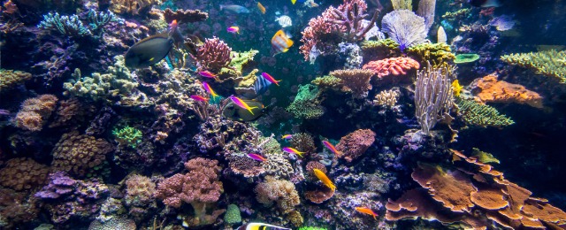 Underwater coral reef fish shoal landscape